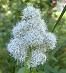 Spiraea × pyramidata