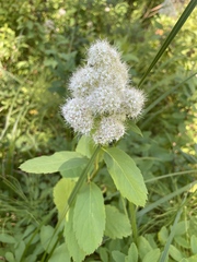 Spiraea × pyramidata