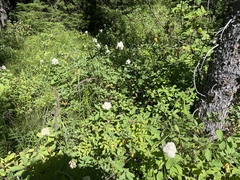 Spiraea × pyramidata