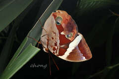 Thauria lathyi