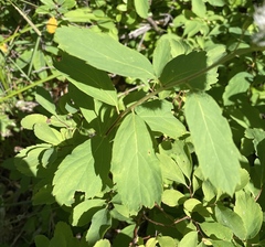Spiraea × pyramidata