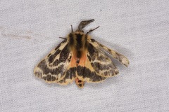 Ardices curvata