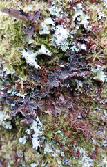 Pseudocyphellaria haywardiorum