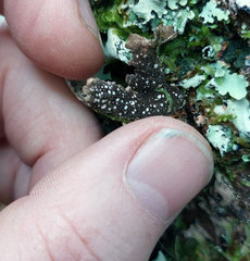 Pseudocyphellaria haywardiorum