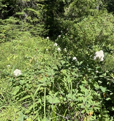 Spiraea × pyramidata