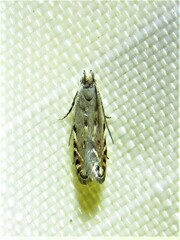 Battaristis nigratomella