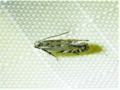 Battaristis nigratomella