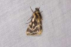 Ardices curvata