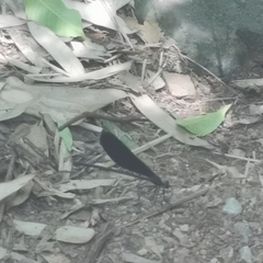 Atrocalopteryx atrata
