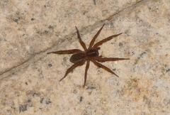 Trochosa