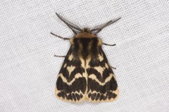 Ardices curvata