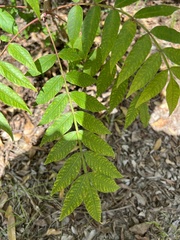 Rhus lanceolata