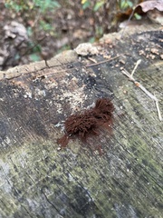Stemonitis axifera