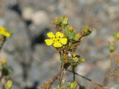 Deinandra