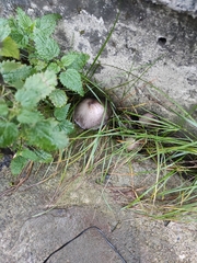 Coprinopsis atramentaria