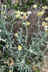 Pseudognaphalium stramineum