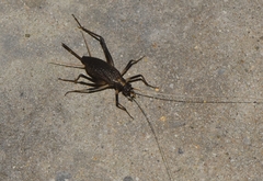 Meloimorpha japonica