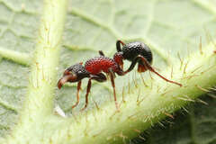 Stictoponera bicolor