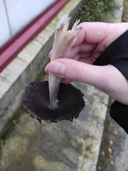 Coprinopsis atramentaria