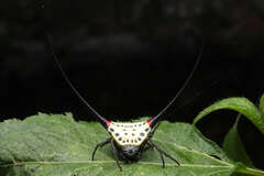 Macracantha arcuata