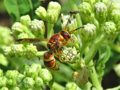Euodynerus pratensis