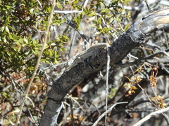 Urosaurus graciosus