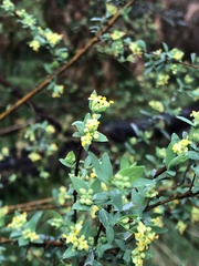 Pimelea pauciflora