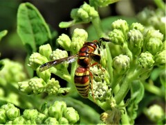 Euodynerus pratensis