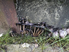 Coprinopsis atramentaria