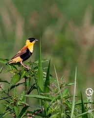 Euplectes franciscanus