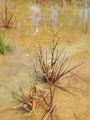 Philydrum lanuginosum