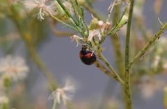 Cheilomenes sexmaculata