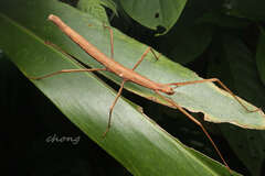 Parapachymorpha dentata