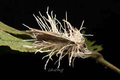Akanthomyces tuberculatus