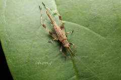 Flospes guangxiensis