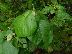 Mallotus tiliifolius