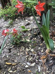 Hippeastrum