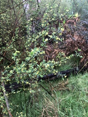 Pimelea pauciflora