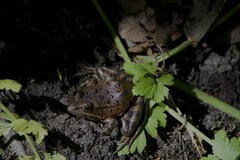 Rana draytonii