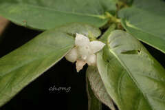 Lasianthus