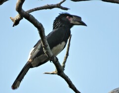 Bycanistes bucinator