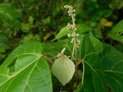 Mallotus tiliifolius