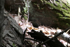 Troglodytes hiemalis
