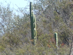 Cactoideae