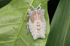 Tessaratoma papillosa