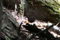 Troglodytes hiemalis