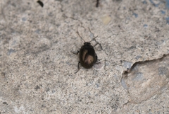 Chrysolina aurichalcea