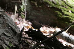 Troglodytes hiemalis