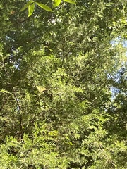 Juniperus virginiana virginiana