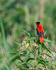 Euplectes franciscanus